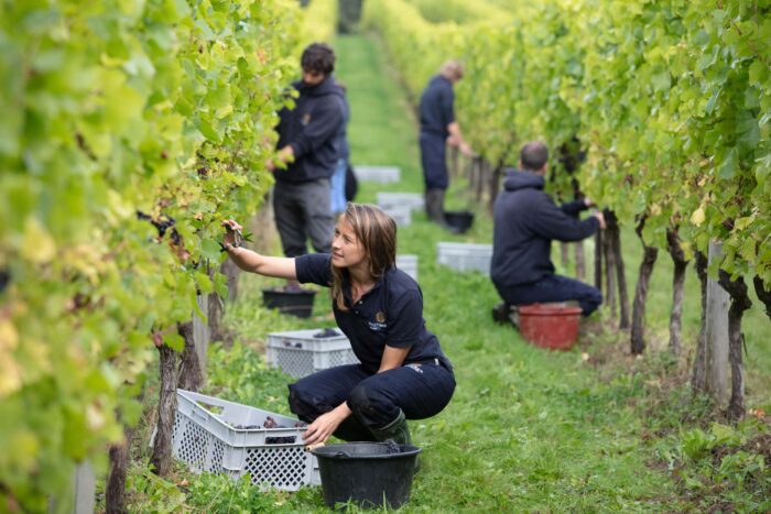 seasonal staff picking grapes on english vineyard