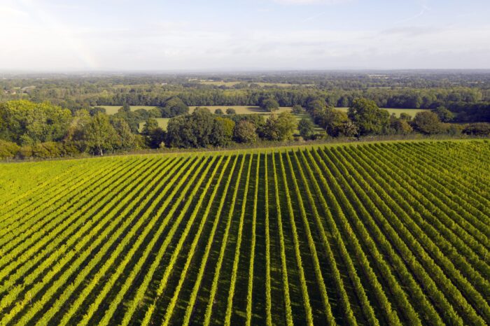 aerial view of nyetimber vineyard, england